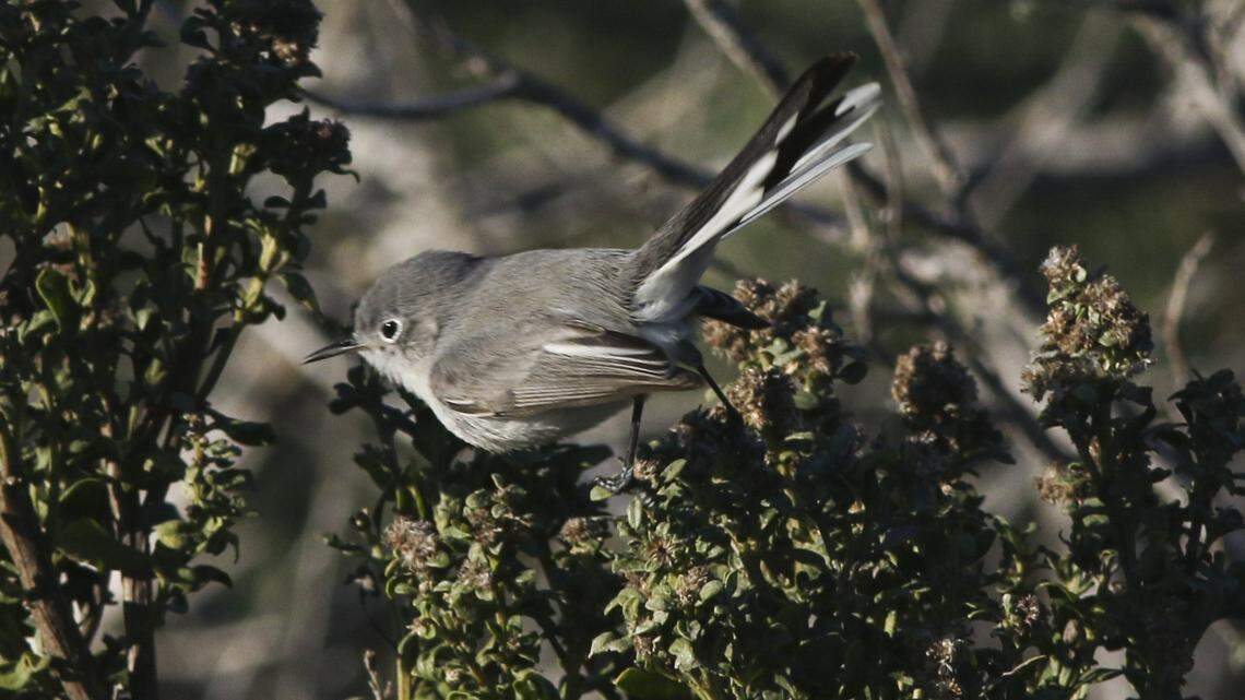 A blue-gray gnatcatcher flits from branch to branch. Greg Miller, Jon Dunn and Bettina Eastman led a birding stroll on the Morro Bay State Park Marina Boardwalk as part of the Morro Bay Bird Festival on Jan. 15, 2026.