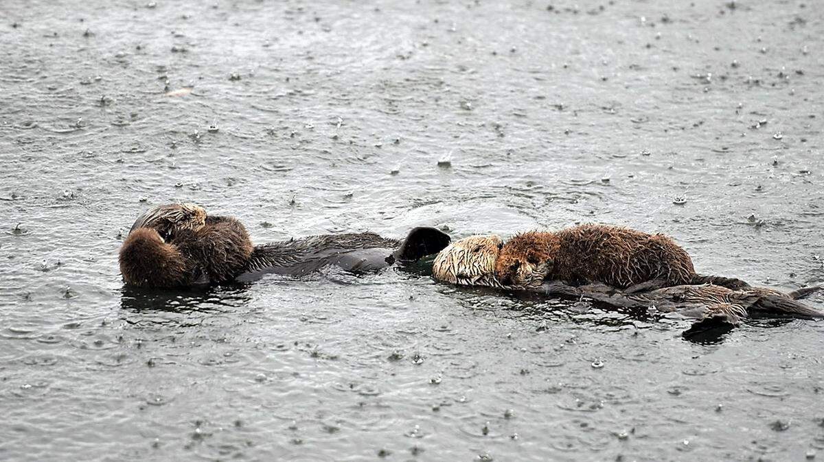 Southern sea otters swim in the rain.