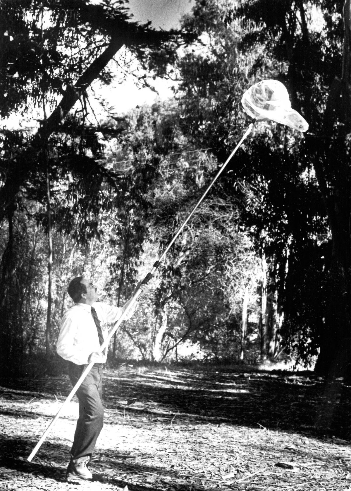 The monarch likes the tall eucalyptus trees, which means Dick Simpson must use a butterfly net with an ultra-long handle to capture specimens for tagging. Pismo Beach butterfly grove has long been a destination for monarch butterflies, and those who study, photograph or watch in wonder. David Middlecamp published 12-23-1989