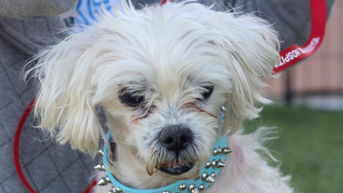 Lucky the Maltese mix is a ‘joyful little dog’ — and he’s looking for a forever home