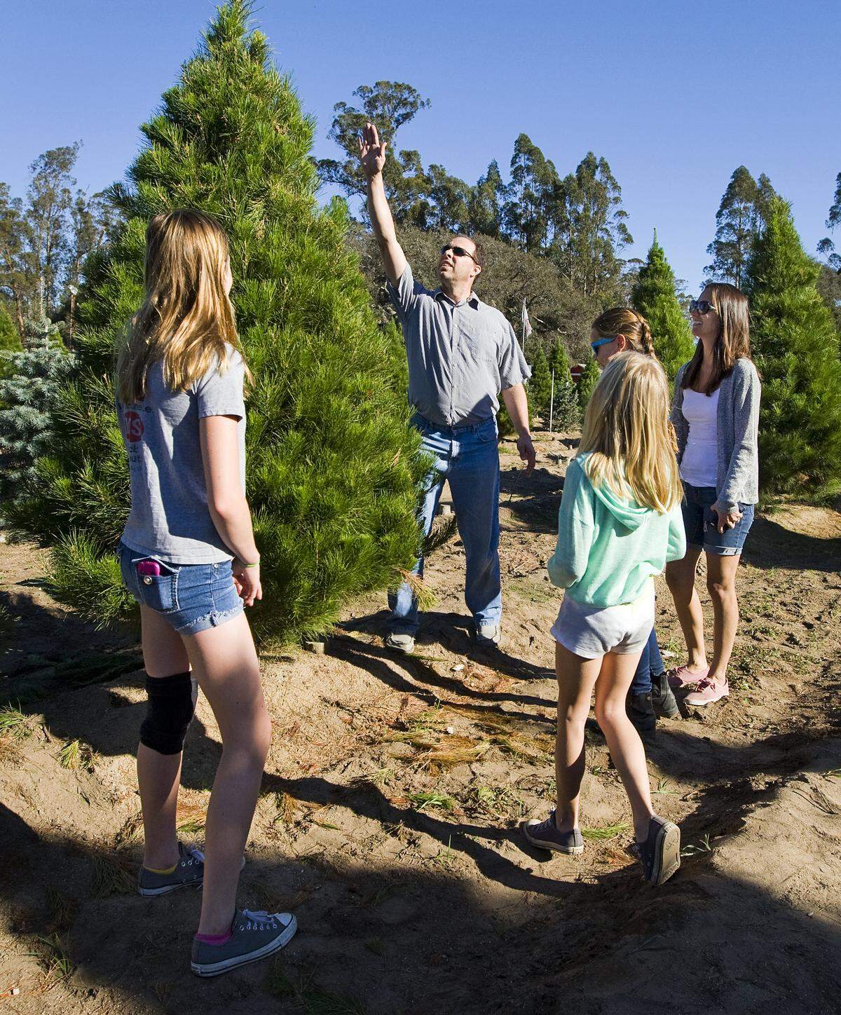 Gerrit Berg helps gauge the height of a Christmas tree while shopping with his wife Kimberly, right, and their daughters Abigail, 12, Haley, 9, and Emily 13, at Holloway's Chritmas Tree Farm in Nipomo.