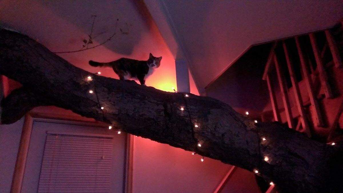A cat climbs the limbs at the tree house apartment Christopher Petro lived in from 2008 to 2019.