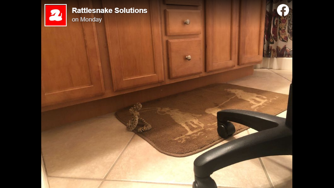 Woman in Marana, Arizona, is awakened in the night by a venomous western diamondback rattlesnake by her bed. It then hid in her bathroom and refused to leave.