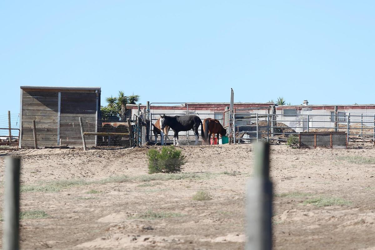 Jeanine Vore cared for horses, mules and other animals at her home in Arroyo Grande, according to her neighbor, Tom Merrin. Vore was found dead on Nov. 27, 2020, and a Fresno man was arrested on suspicion of murder.