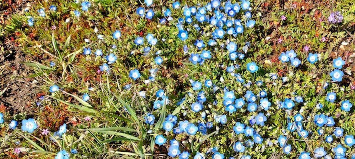 Baby blue eyes bloom in the Carrizo Plain National Monument in March 2023.
