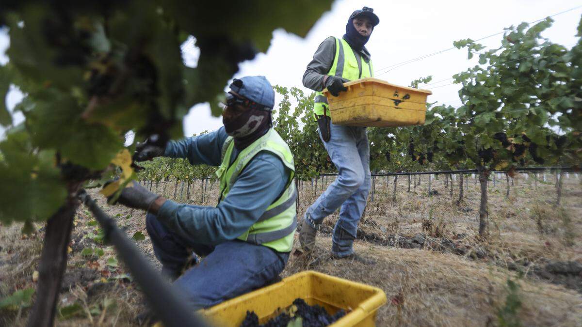 An H2A crew works at Chamisal Vineyards harvest Pinot Noir grapes early in the morning of Sept. 22, 2025.