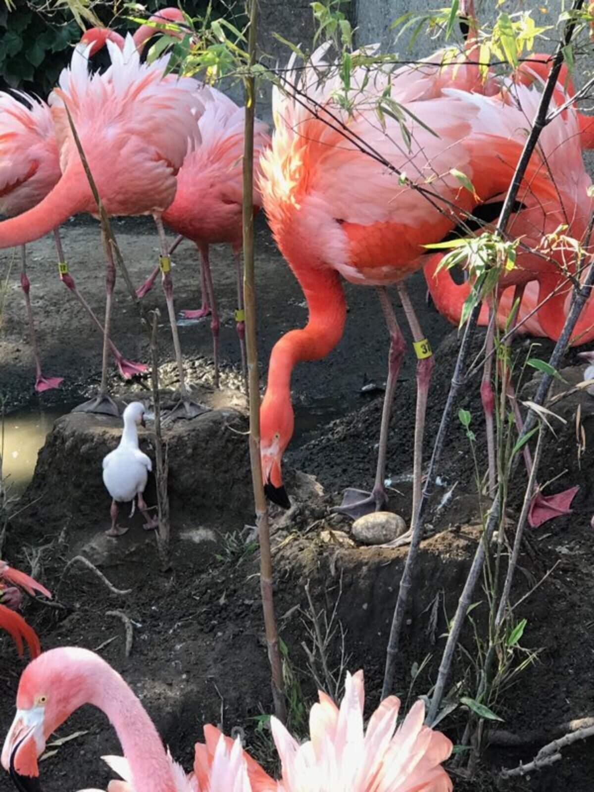 The Charles Paddock Zoo in Atascadero, California, welcomed two baby Caribbean flamingos and a clutch of burrowing owl chicks this month.