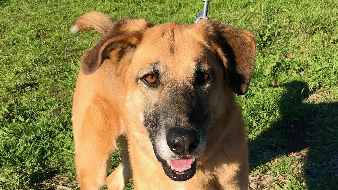 Help get Jade, a Labrador retriever and shepherd mix, back into a loving home
