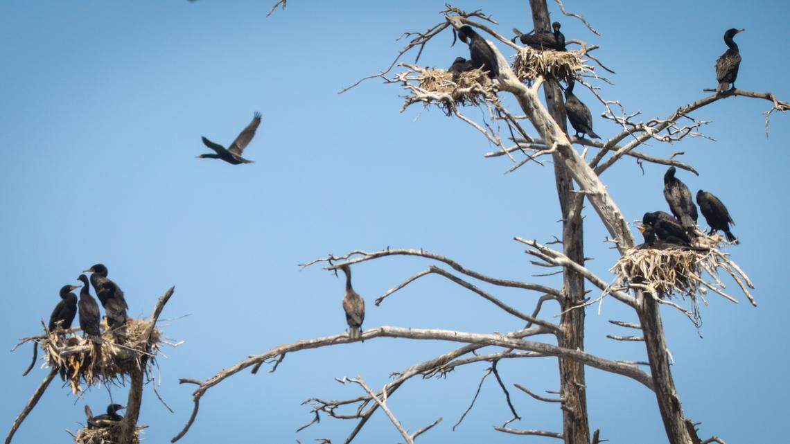Cormorants nest in eucalyptus snags on June 15, 2022 in the rookery near the Morro Bay Natural History Museum. Five different varieties of birds are nesting and raising young in the area, including great blue herons, great egrets, double-crested cormorants, snowy egrets and black-crowned night herons.