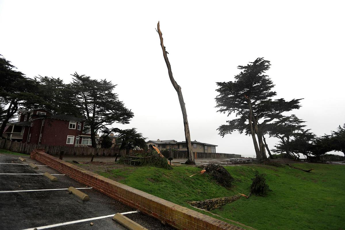 Limbs broke off a large tree in Shamel Park in Cambria. A strong storm hit the North Coast area with heavy rain and high winds on Wednesday, Jan. 27, 2021.