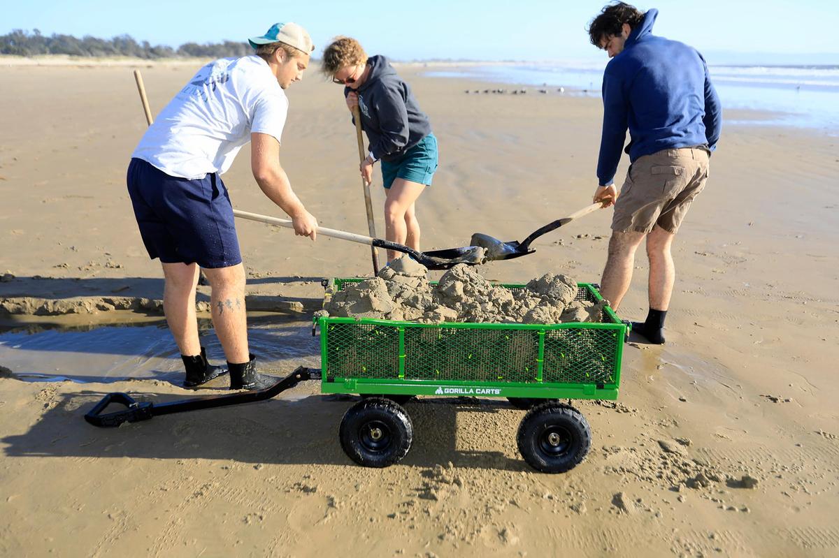Robert Moon, left, Olivia Ross and Tommy Gray dig up live clams to tag on Friday, Oct. 8, 2021 at Pismo Beach. Cal Poly researchers tagged Pismo clams with QR codes that beachgoers can scan. The tags will help researchers track the individual animals over time and learn about their growth rates, mortality rates and how much they move on the beach.
