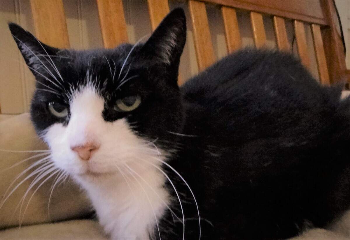 Lucille, a female senior cat, is available for adoption at the Homeless Animal Rescue Team in Cambria.