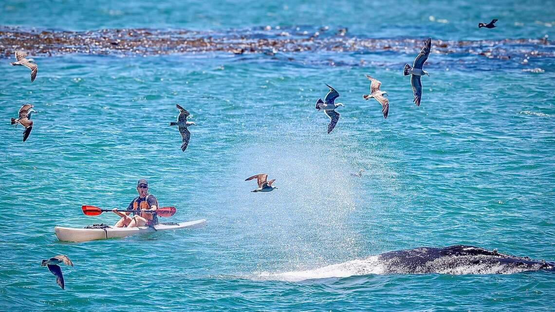Humpback whales spotted near shore on SLO County coast. ‘It’s spectacular’