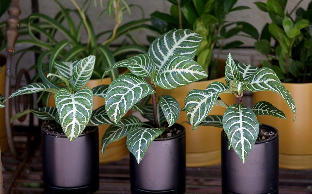 These three plants are Aphelandra Squarrosa or Zebra Plants. Understory Plant Shop opened in downtown San Luis Obispo, California as part of the Samantha Huntley’s interior plant design business Happy Plant Company.