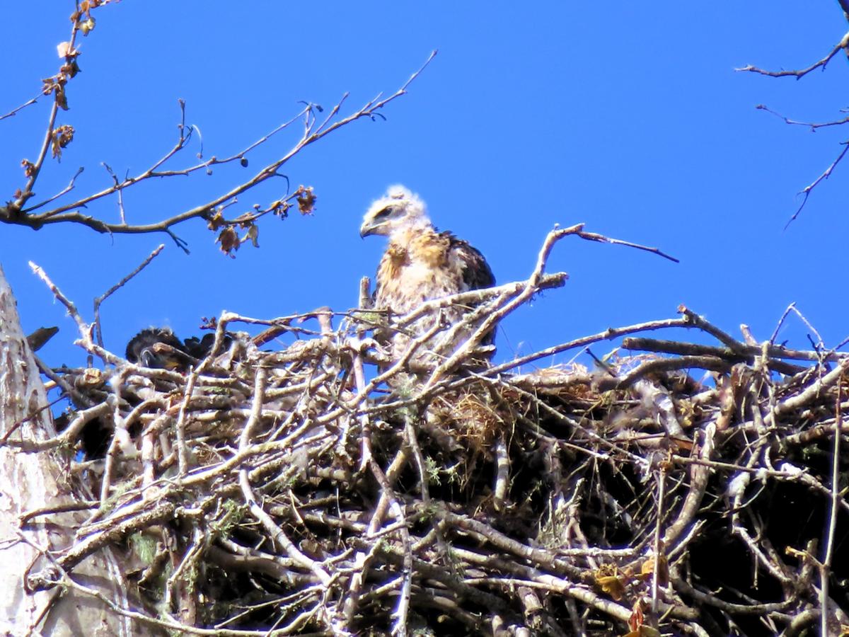 A baby red-tailed hawk was plucked by bald eagle parents and is now sharing a nest in San Simeon with two eaglets, seen on May 26, 2024.