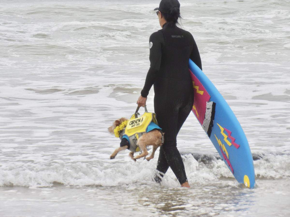 The World Dog Surfing Championships Exhibition Tour took over Pismo Beach on May 2, 2026. Professionals like Carson, pictured above being hauled out into the waves, showed off their skills throughout the day.