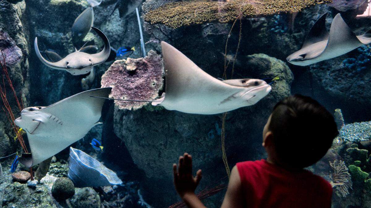 A young visitor watches as stingray swim within their enclosure at the Aquarium of the Pacific in Long Beach in 2019.