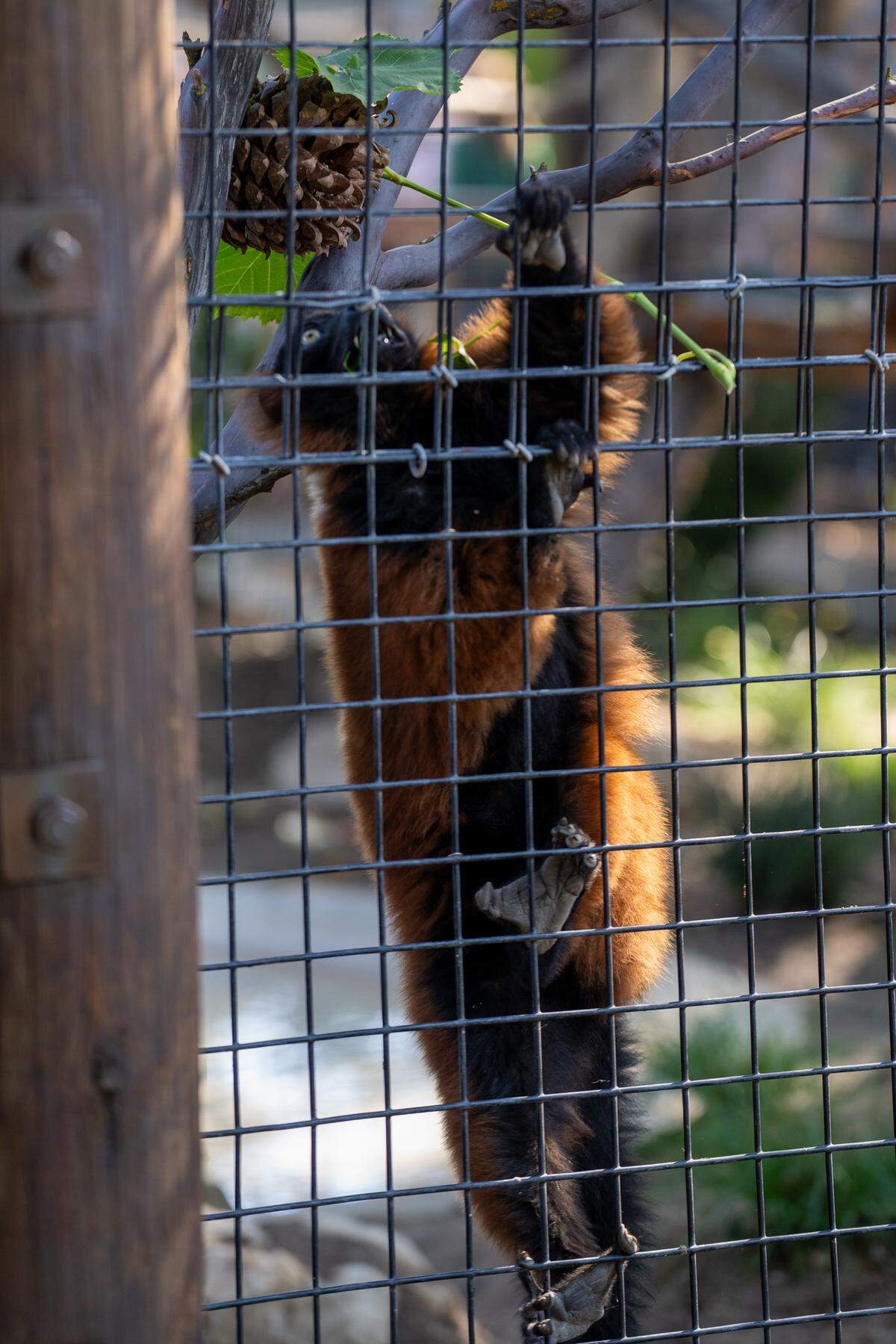 A red ruffed lemur climbs the bars of its enclosure at the Central Coast Zoo during the grand opening of the zoo's new Madagascar exhibit on Thursday, May 15, 2026. The new exhibit includes red ruffed lemurs, ring-tailed lemurs, Madagascar teal, tortoises and more.