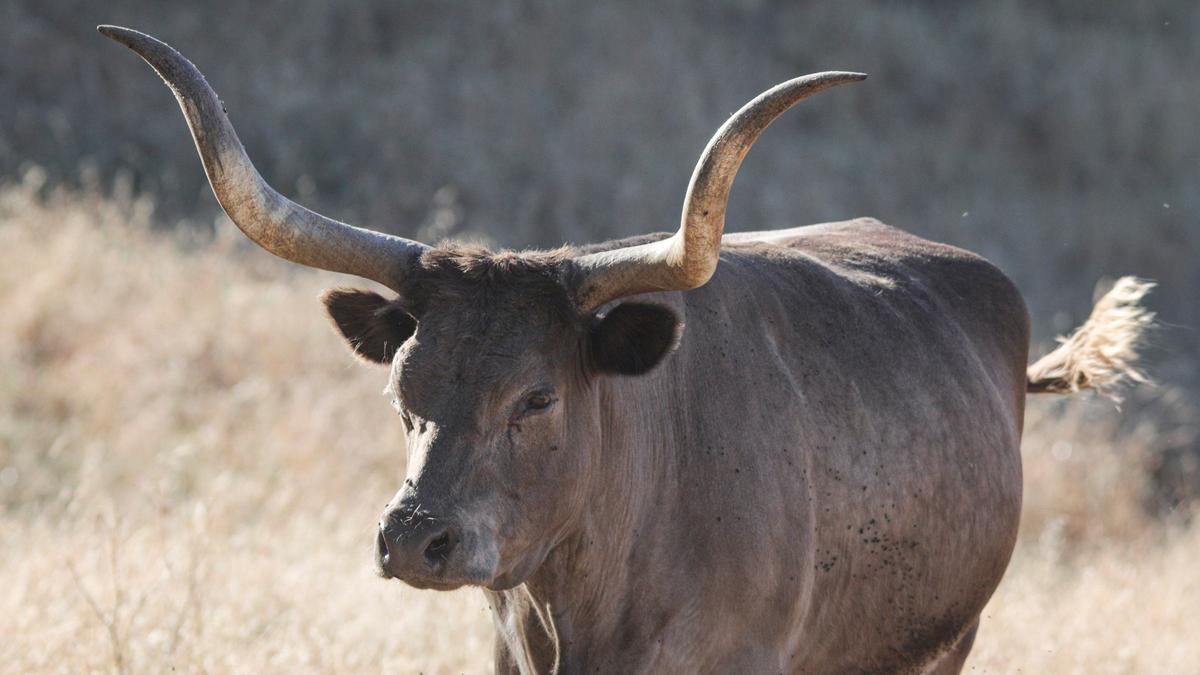 The longhorn cattle seen west of Highway 101 near Santa Margarita are an echo of the original herds of Mission cattle herds that roamed the hills in the late 1700s. The owner keeps them to graze down the grass and live out their days on the oak covered hillsides.