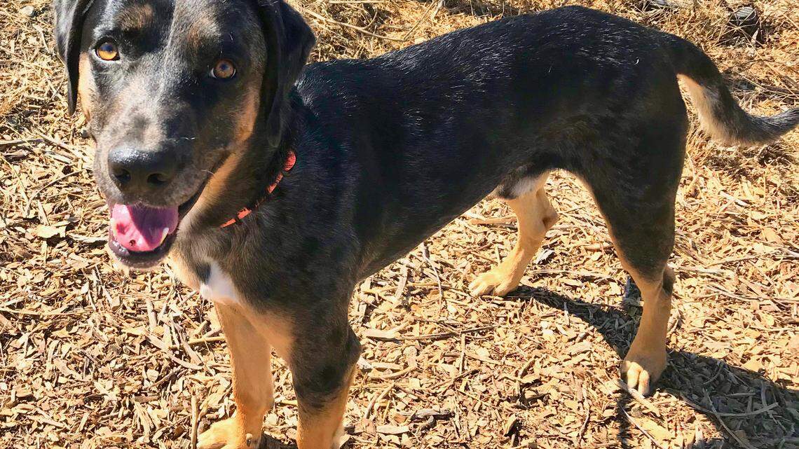 What’s in a name? Tick the handsome Catahoula leopard dog is looking for a new home