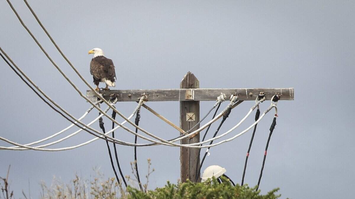 A bald eagle stands on a power pole near the former abalone farm on May 26, 2026. The Anderson Ranch is for sale for $18 million, and yak tityu tityu yak tilhini Northern Chumash Tribe is fundraising to purchase it.