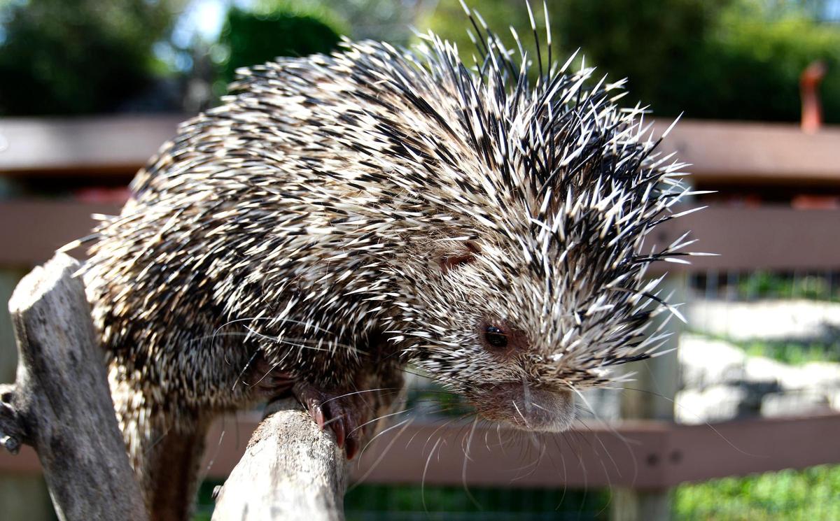 The Charles Paddock Zoo in Atascadero, introduced three zoo babies Monday, April 11, 2022. The zoo babies introduced were four radiated tortoises, a baby roadrunner and a 5-month old porcupine.