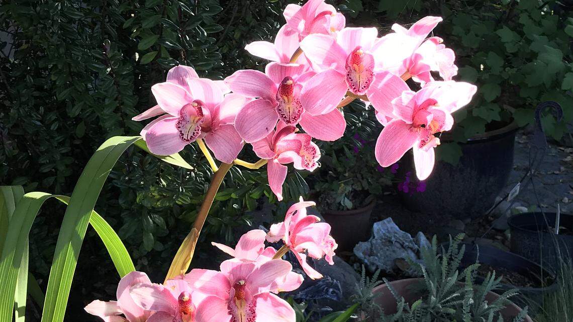 Here’s some coronavirus advice: Be like an orchid