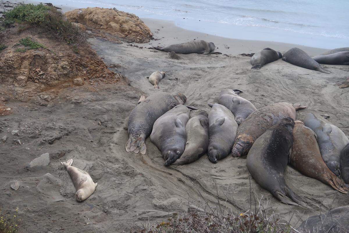 Young elephant seals rest near full-grown bulls at the Piedras Blancas rookery north of San Simeon.