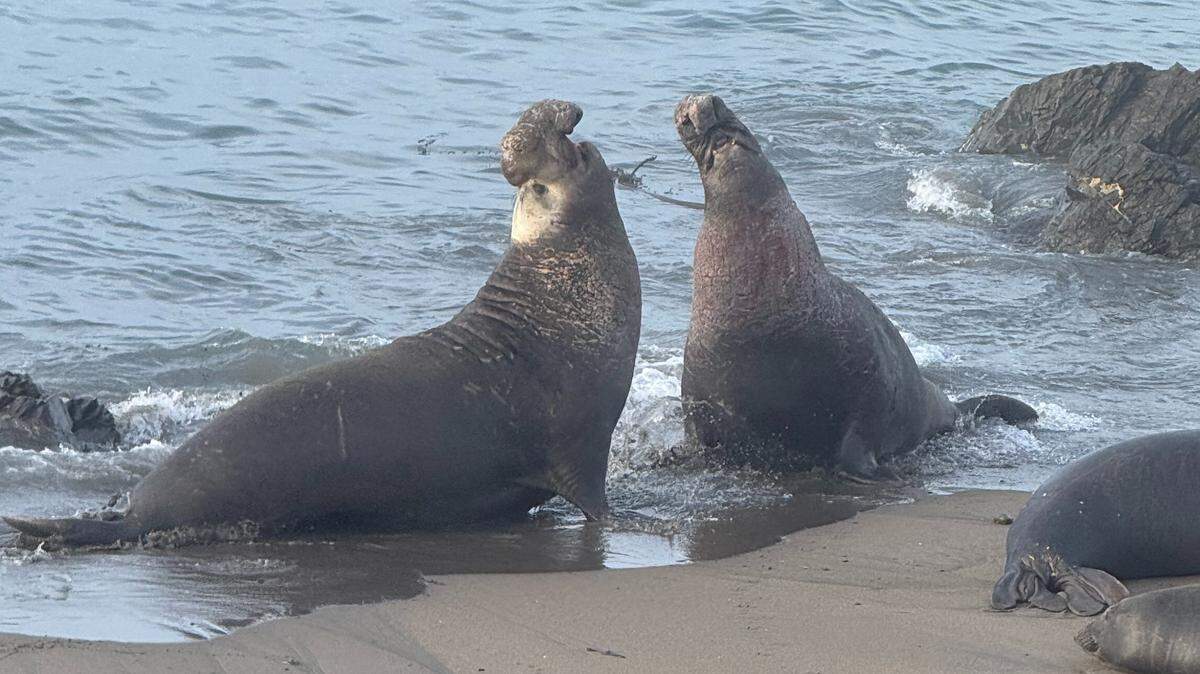 These two male elephant seals took their battle into the ocean at the Piedras Blancas rookery. The one on the right began the fight with bleeding wounds on his chest shield.