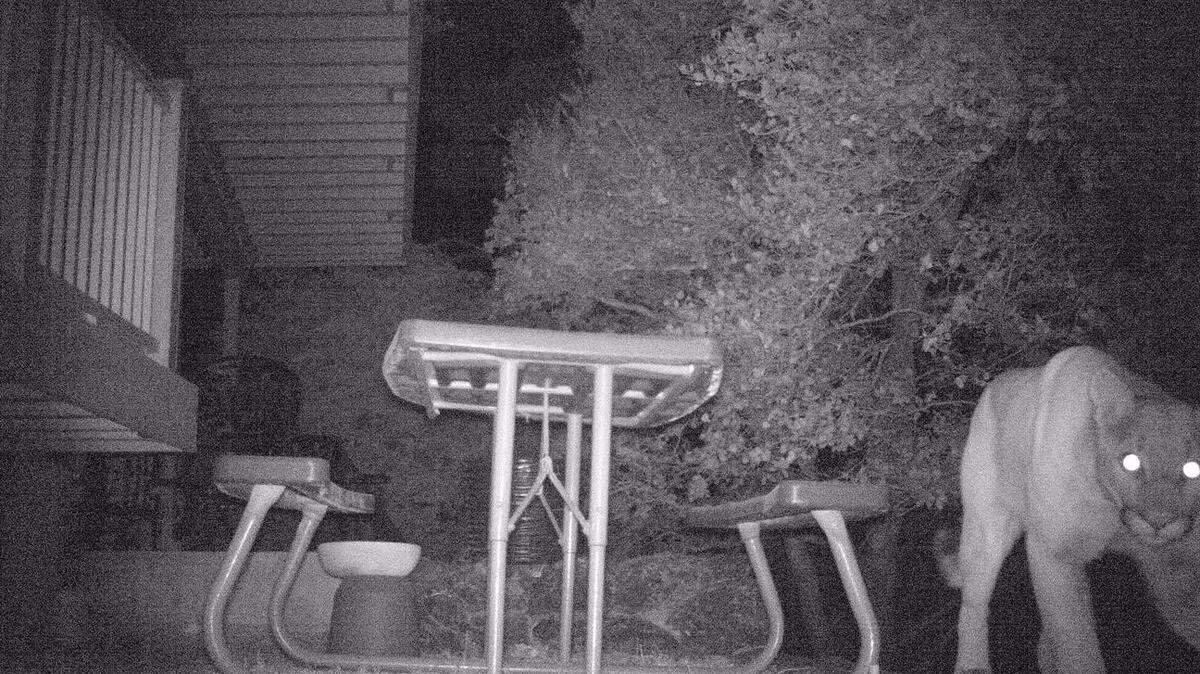 Mark and Kathy Berry of Cambria caught a mountain lion stalking in their backyard on their motion-activated camera Sunday, Aug. 5, 2018.