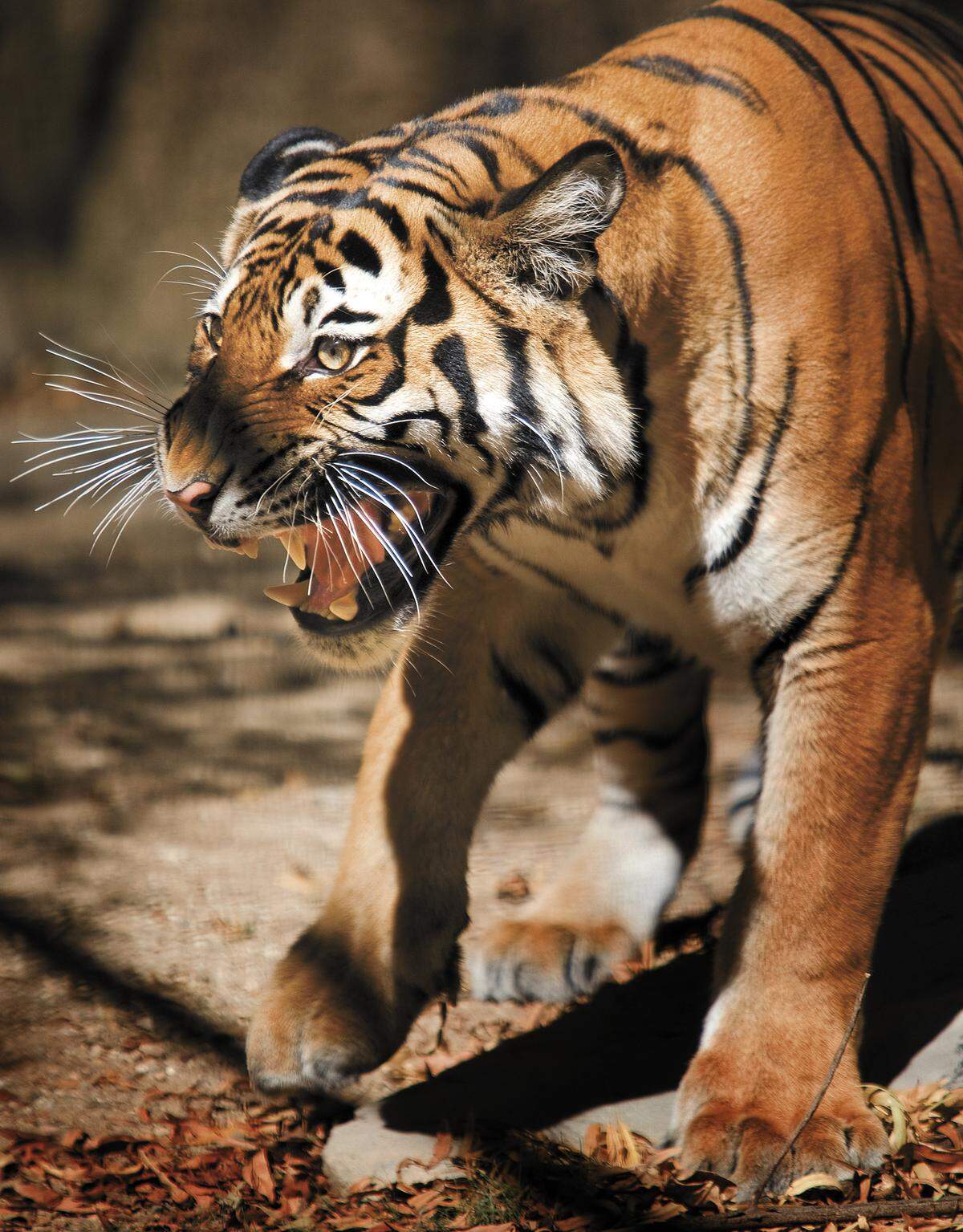 The Atascadero Zoo’s Malayan Tiger Menderu was introduced to the public in August 2009.