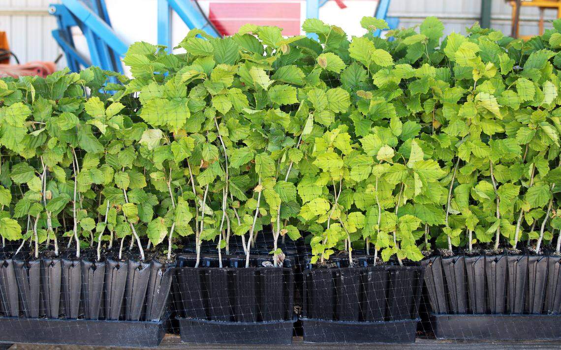 Hazelnut trees inoculated with tuber melanosporum, a highly prized, edible fungus also known as black truffles, sit on a farm in Creston. Soon they will be planted on the property of Hilary Graves, a Creston farmer who hopes to harvest black truffles from the roots of the trees in five to seven years.