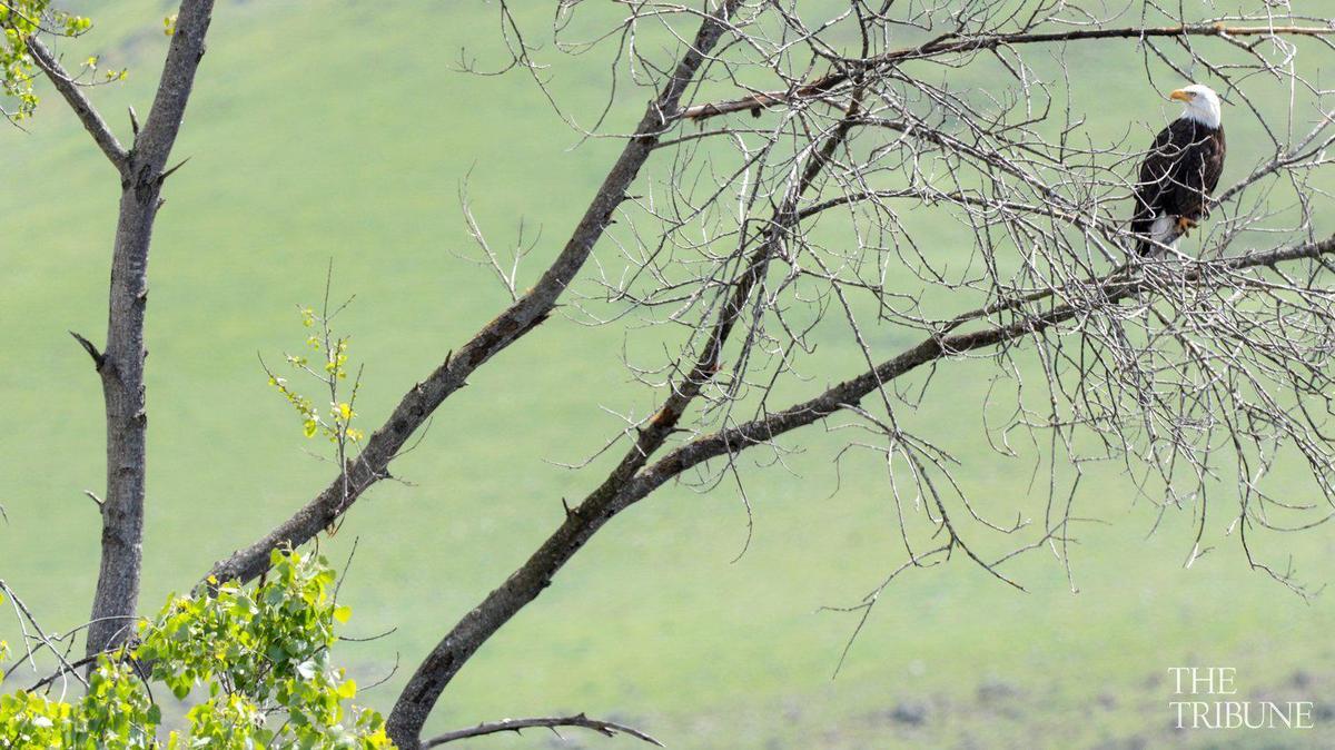 A bald eagle finds a perch in a cottonwood tree near Orcutt Road on a 2017 afternoon.