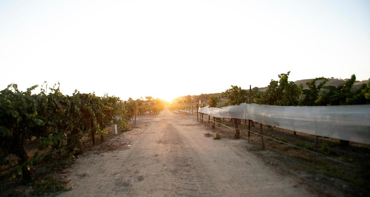 Third Wheel Tours partners with Cass Winery in Paso Robles to take customers on tasting trips into the vineyard.