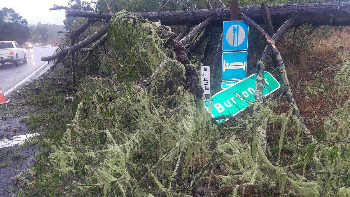 A tree fell along Highway 1 in Cambria took down the Burton Drive sign.