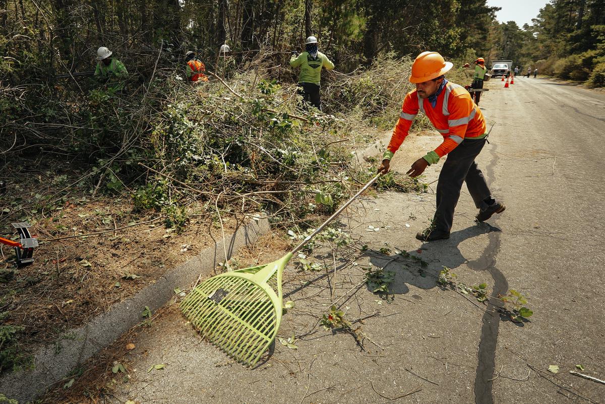 Workers remove vegetation along the side of Cambria Pines Road in Cambria as part of a Cal Fire fire management program.