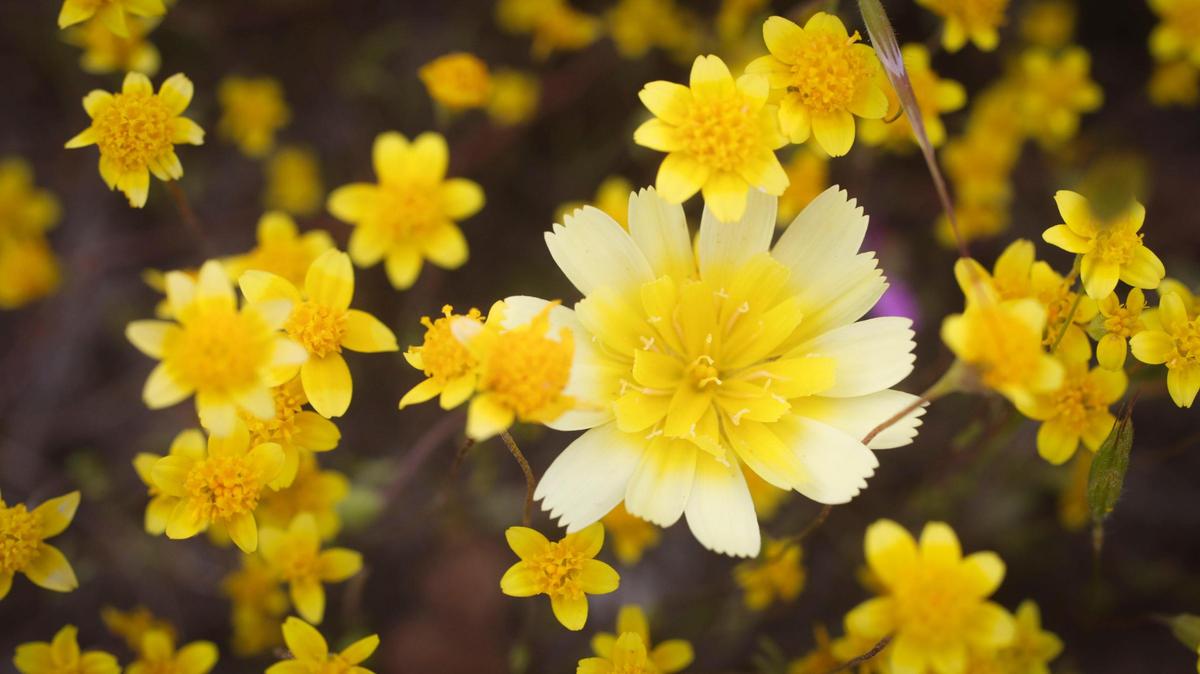 Small goldfields and larger tidy tips were the most common flowers blooming at Shell Creek Road and Highway 58 on April 2, 2025. This spring’s wildflower season is scattered and patchy, and Shell Creek Road blooms mostly yellow — unlike the multi-color displays of previous years.
