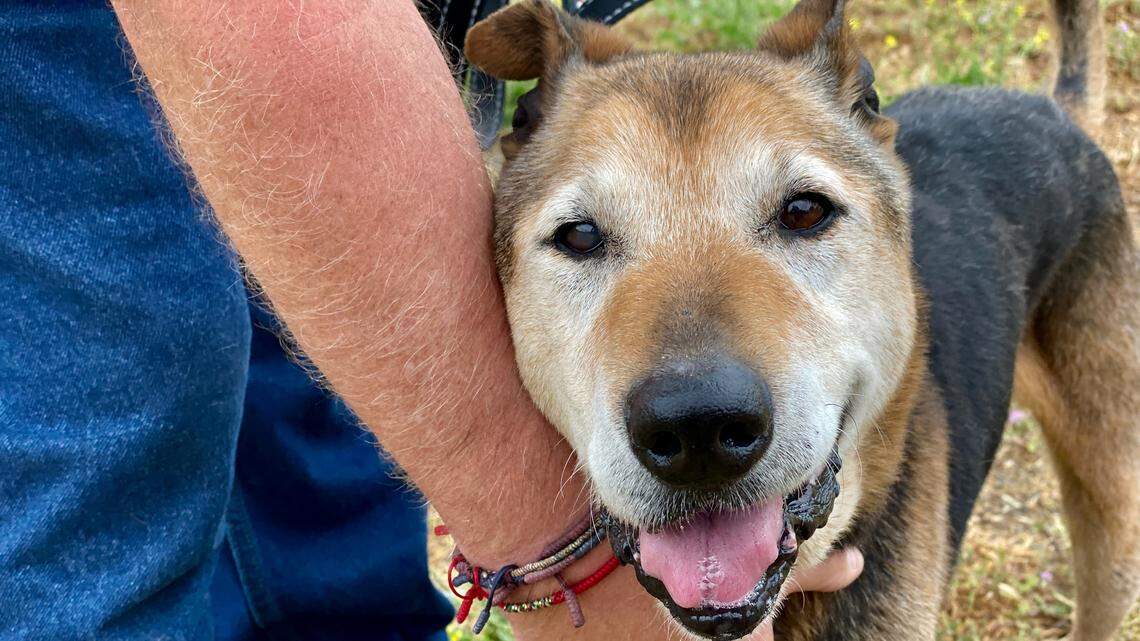 Elmer the spry senior dog is a delight. He’s in need of a new home