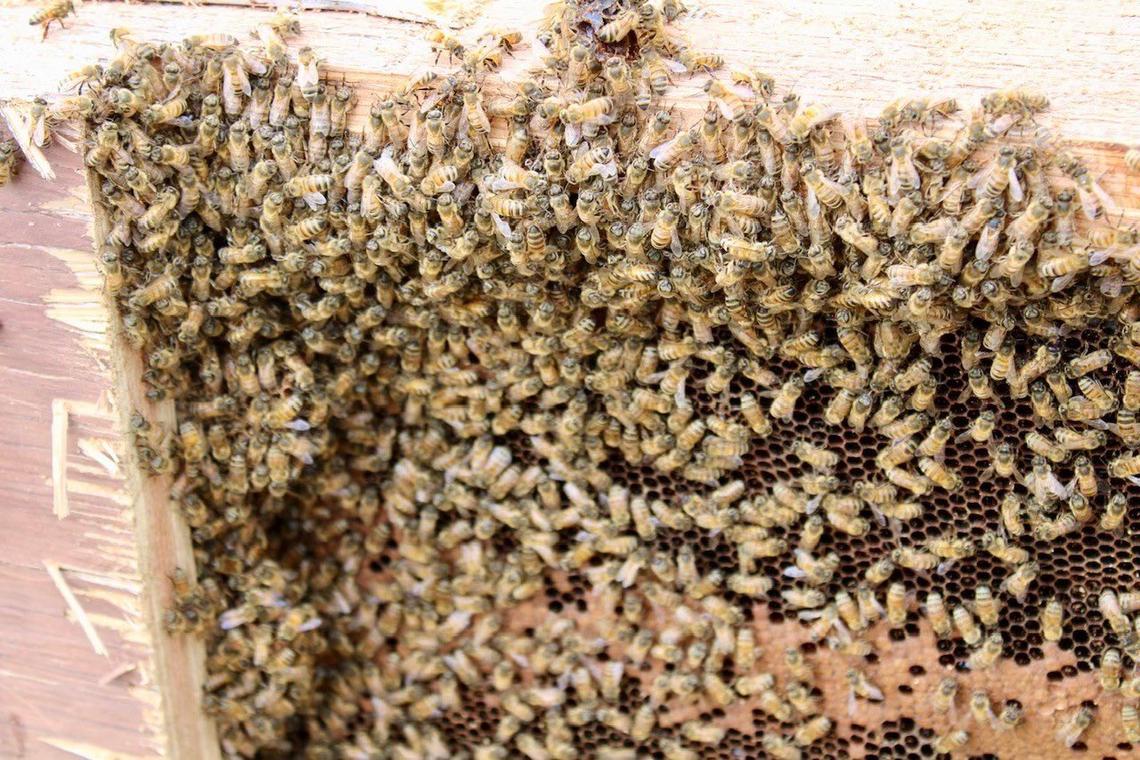 The bees were removed and released.
