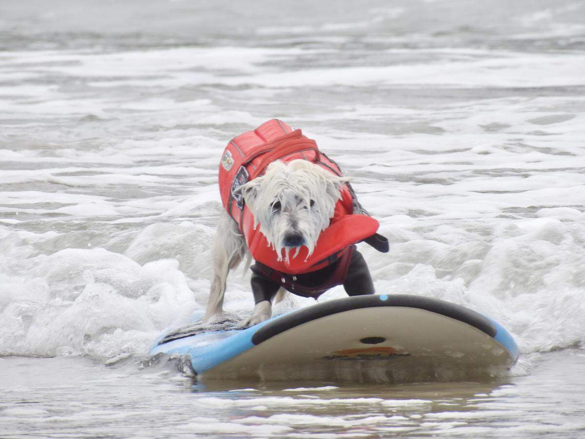 The World Dog Surfing Championships Exhibition Tour took over Pismo Beach on May 2, 2026, with both professional and local dogs showing off their skills.