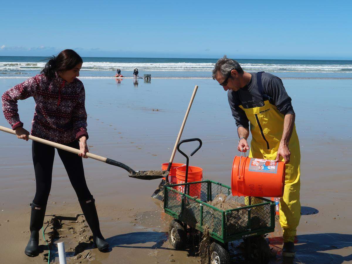 Cal Poly student Parmida Pourmandi and Professor Ben Ruttenberg wash away sand to find the small clams to measure and study at Pismo Beach.