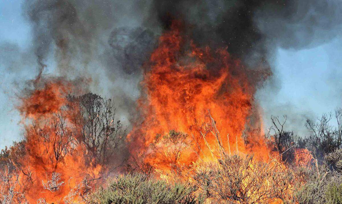 Brush is on fire during a controlled burn operation at San Luis Ridge on Friday, Nov. 12, 2021.