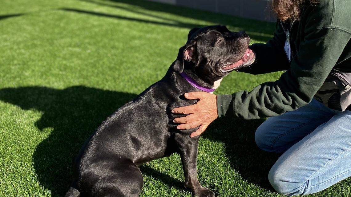 June the terrier mix is brushing up on her obedience skills — and ready for a new home