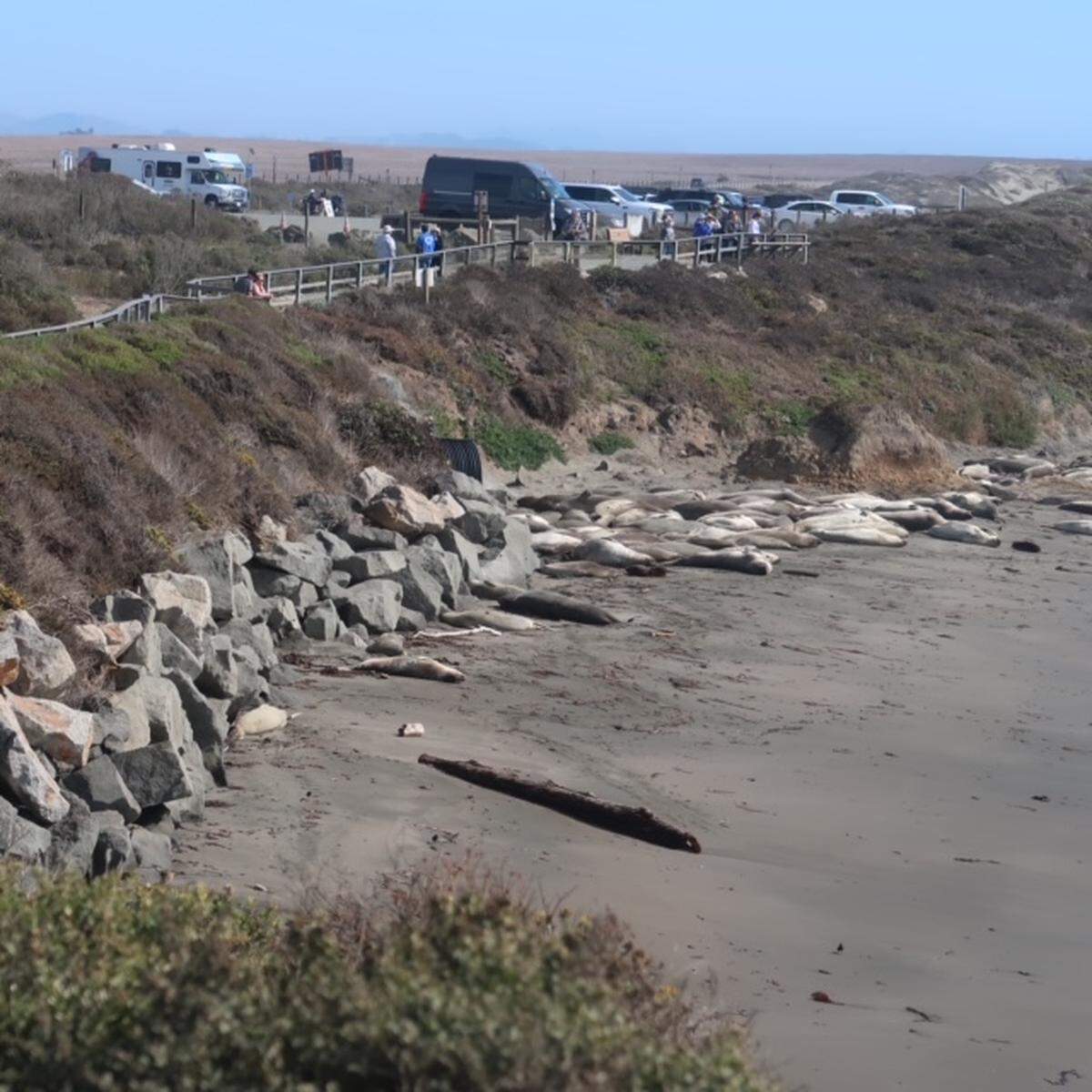 Boardwalks provide safe viewing for visitors to the Piedras Blancas rookery north of San Simeon and keep elephant seals safe from human interference.