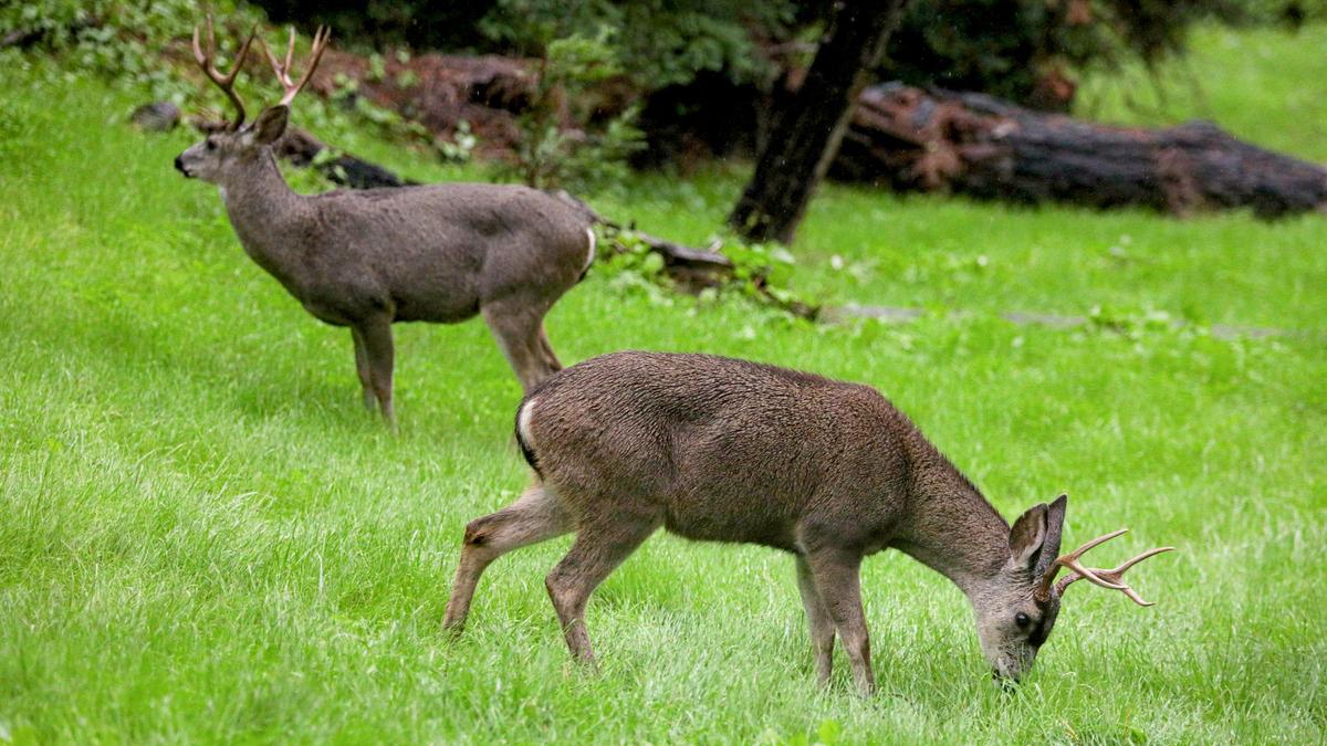 A pair of bucks graze in the rain along Burton Drive in Cambria as a storm blows ashore Dec. 13.