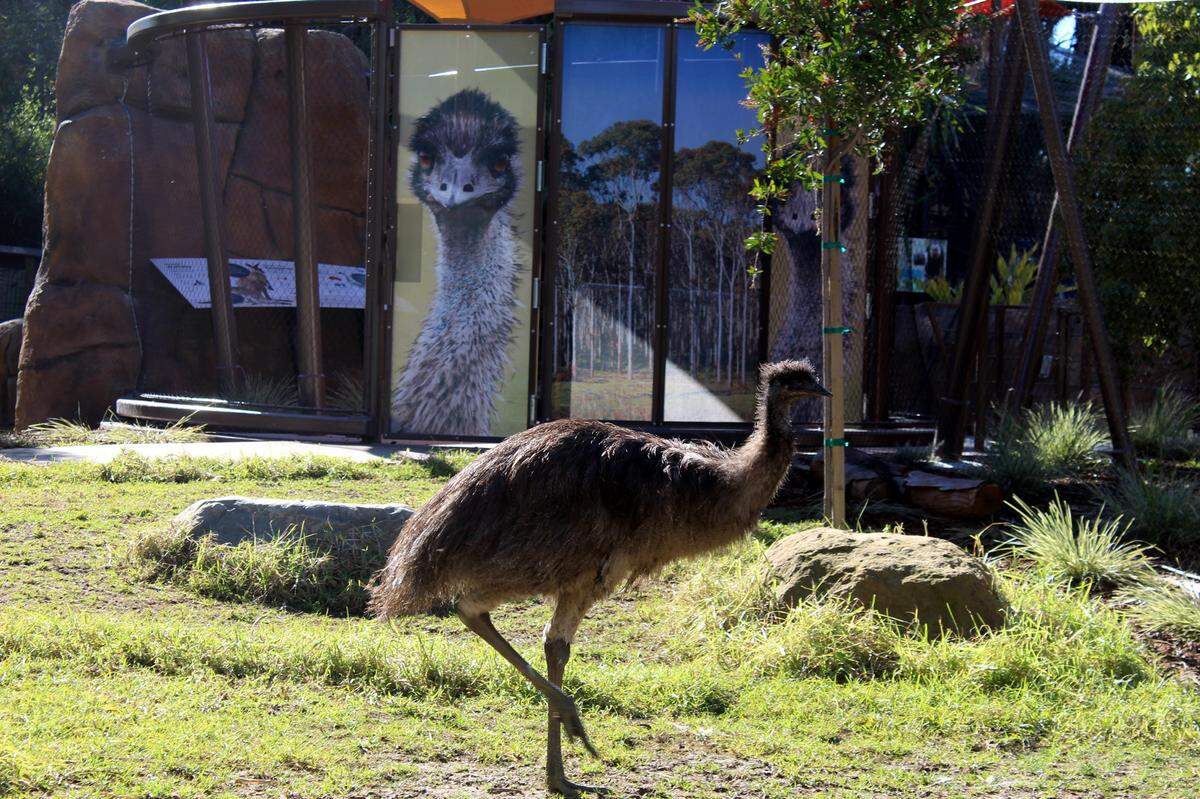 Emus also are part of the Santa Barbara Zoo’s Australian Walkabout exhibit.