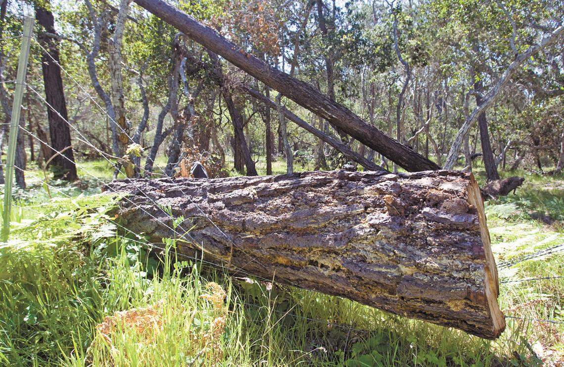 Fallen pine trees are a common sight along Bridge Street near the Cambria Cemetery. San Luis Obispo residents may need permits to remove trees from their property.