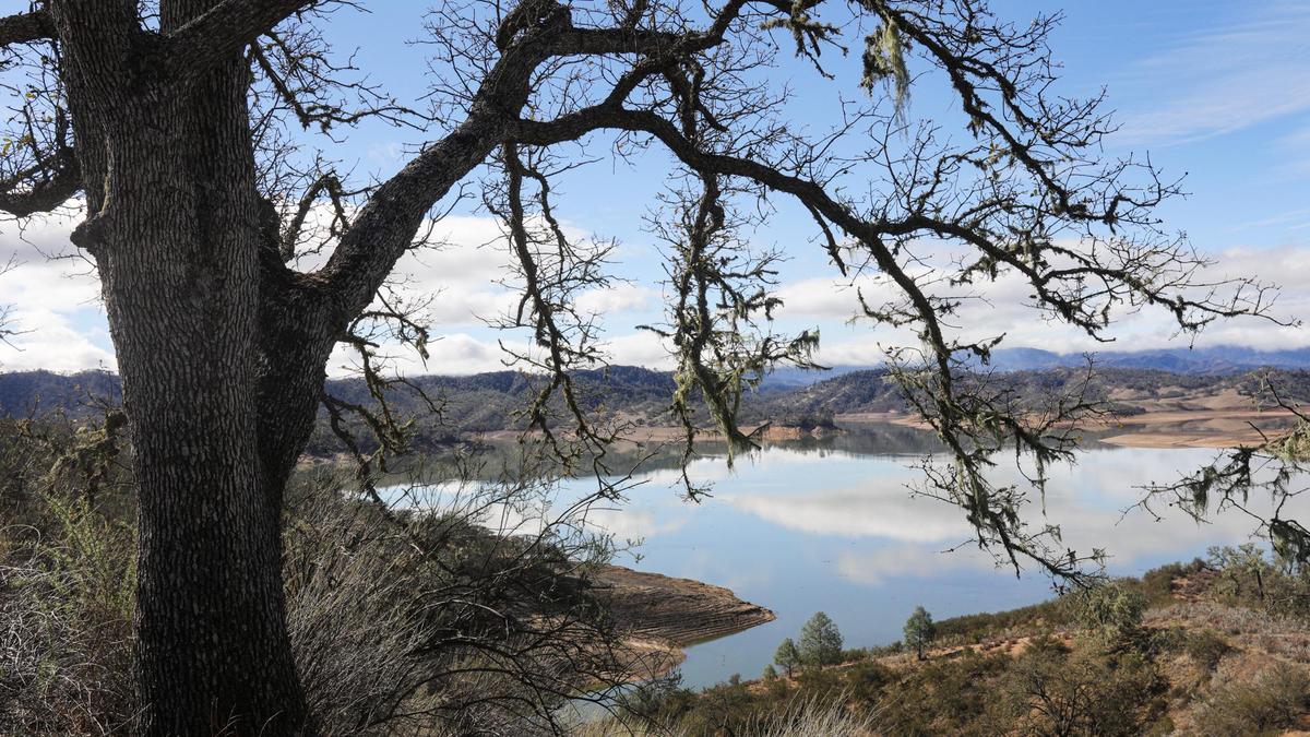 Framed by a Valley Oak tree, Nacimiento Lake is seen in 2021.