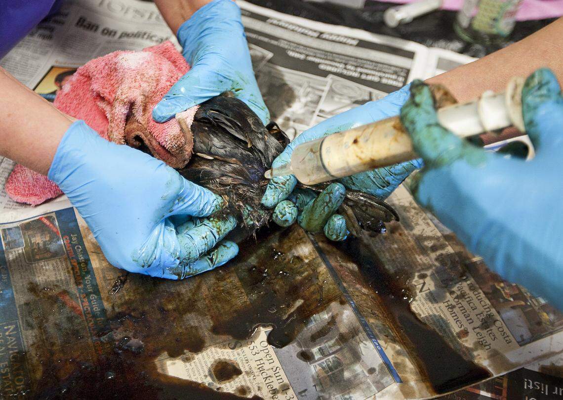 Melinda Alvarado, left, and Kathy Duncan apply methyl soyate to an oil-covered grebe to loosen the oil before washing the bird with soap and water at Pacific Wildlife Care in Morro Bay in 2014.