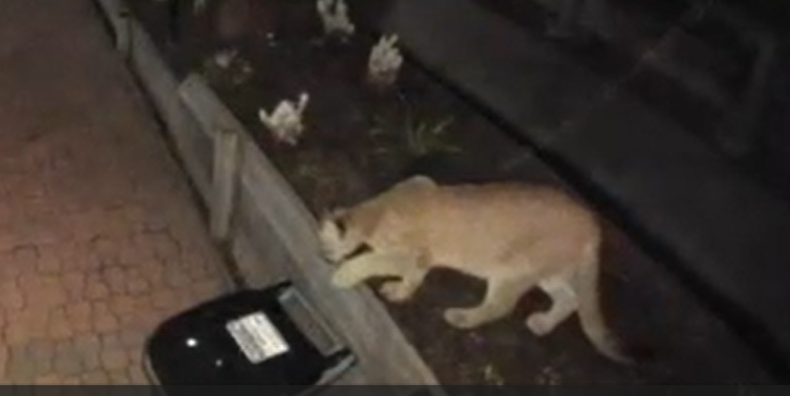 San Luis Obispo resident Sarah Thomas saw a mountain lion in her yard near Laguna Hills on Jan. 8, 2026.